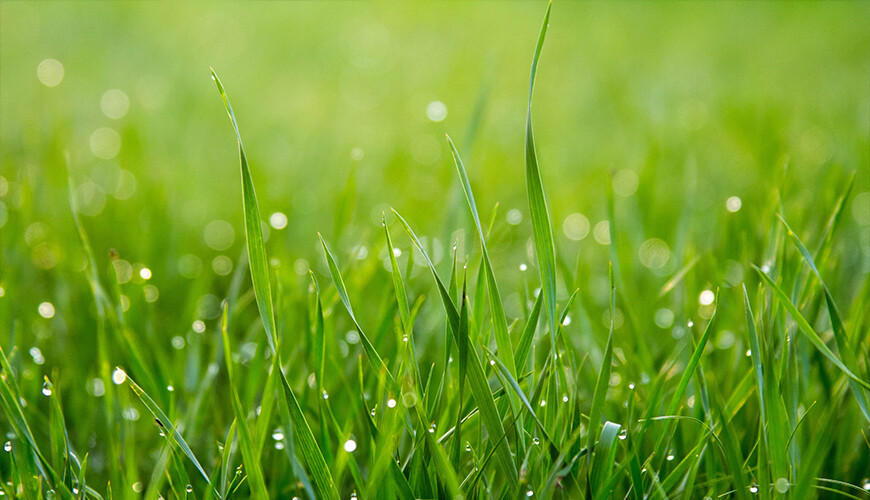 5 tips voor een groen gazon baconline