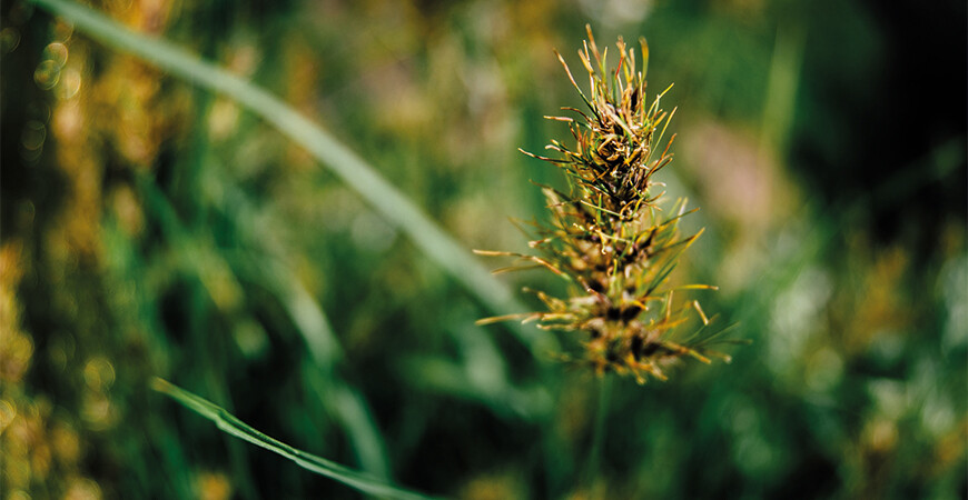 Vaste of vloeibare plantvoeding