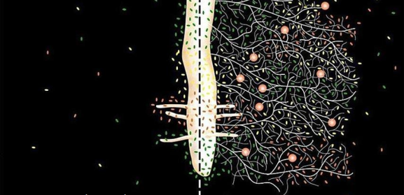 mycorrhiza